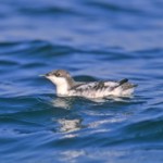 Oregon Courts Protect Marbled Murrelet Population from Logging Interests in Elliot State Forest