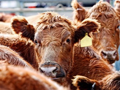 North Carolina Ag-Gag Law Rejected by Fourth Circuit Court North Carolina Ag-Gag Law Rejected by Fourth Circuit Court