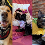 Advocate Capital's Second Annual Pet Costume Contest