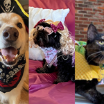 Advocate Capital's Second Annual Pet Costume Contest Advocate Capital's Second Annual Pet Costume Contest