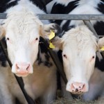 Public Justice Helps Strike Down Iowa's Second Ag-gag Law