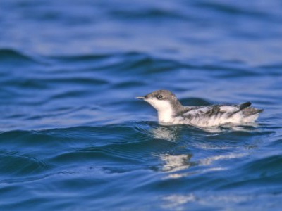 Oregon Courts Protect Marbled Murrelet Population from Logging Interests in Elliot State Forest