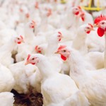 Public Justice and Ag-Gag Law in Arkansas