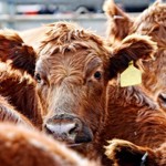 North Carolina Ag-Gag Law Rejected by Fourth Circuit Court North Carolina Ag-Gag Law Rejected by Fourth Circuit Court